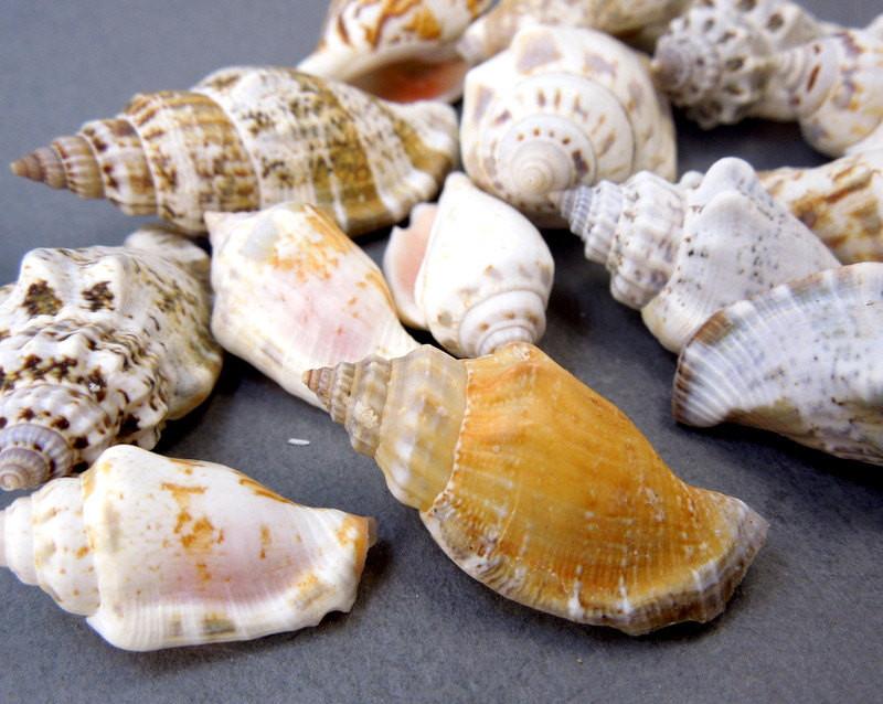 side view of multiple Strombus sea snail shells for thickness reference