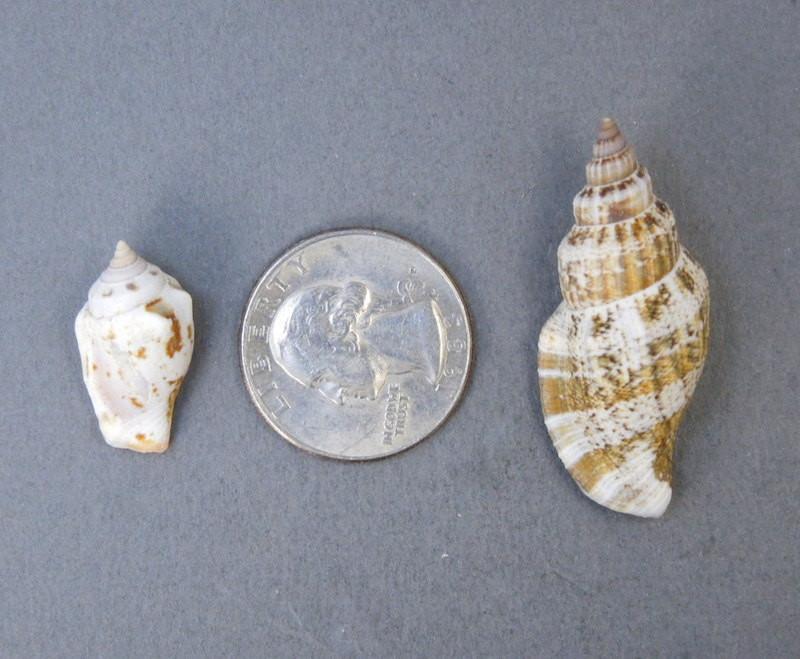 Strombus sea snail shells net to quarter for size reference variation