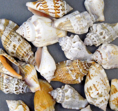 multiple Strombus sea snail shells top view to see various shapes patterns color hues in white brown yellow gray orange tan 