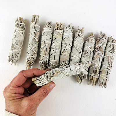 White Sage Sticks -  10 BUNDLES in a row. and 1 in a hand for size reference
