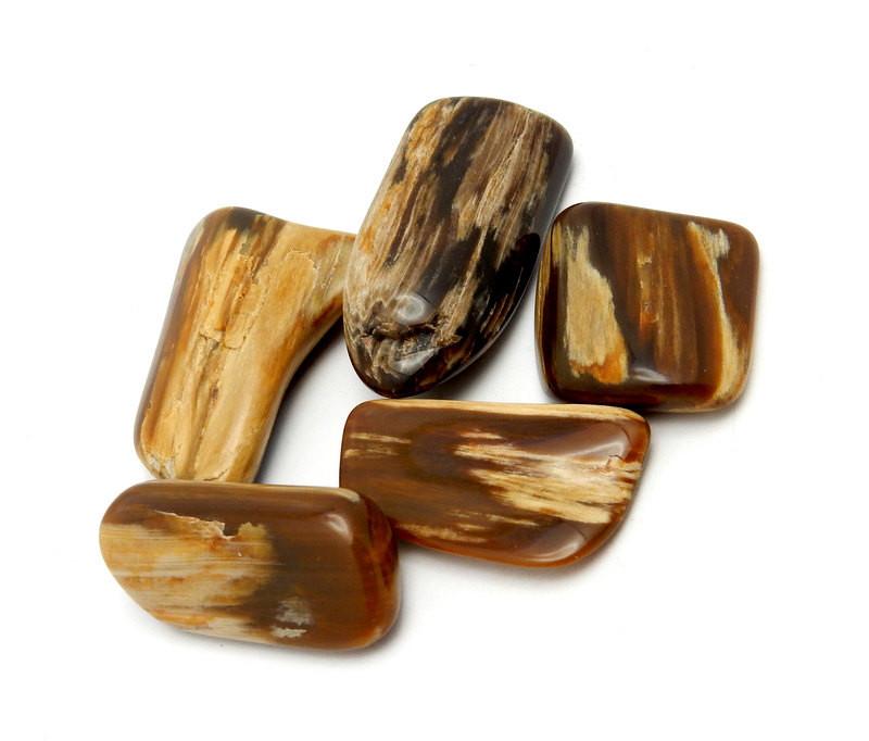 5 pieces of Tumbled Petrified Wood showing different coloring and markings